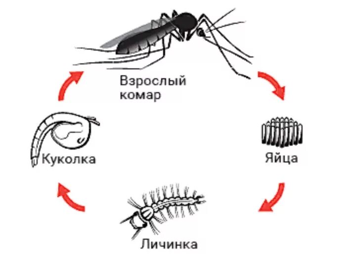 Цикл развития комаров. Цикл развития комара обыкновенного. Жизненный цикл комара Culex. Цикл развития комара схема.