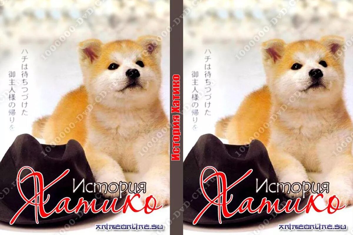 Хатико балаково магазин техники. Хатико книга. Хатико книга Автор. Хатико обложка. Хатико афиша.