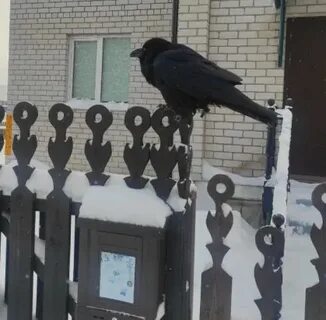 Ворон хозяина не выбирает