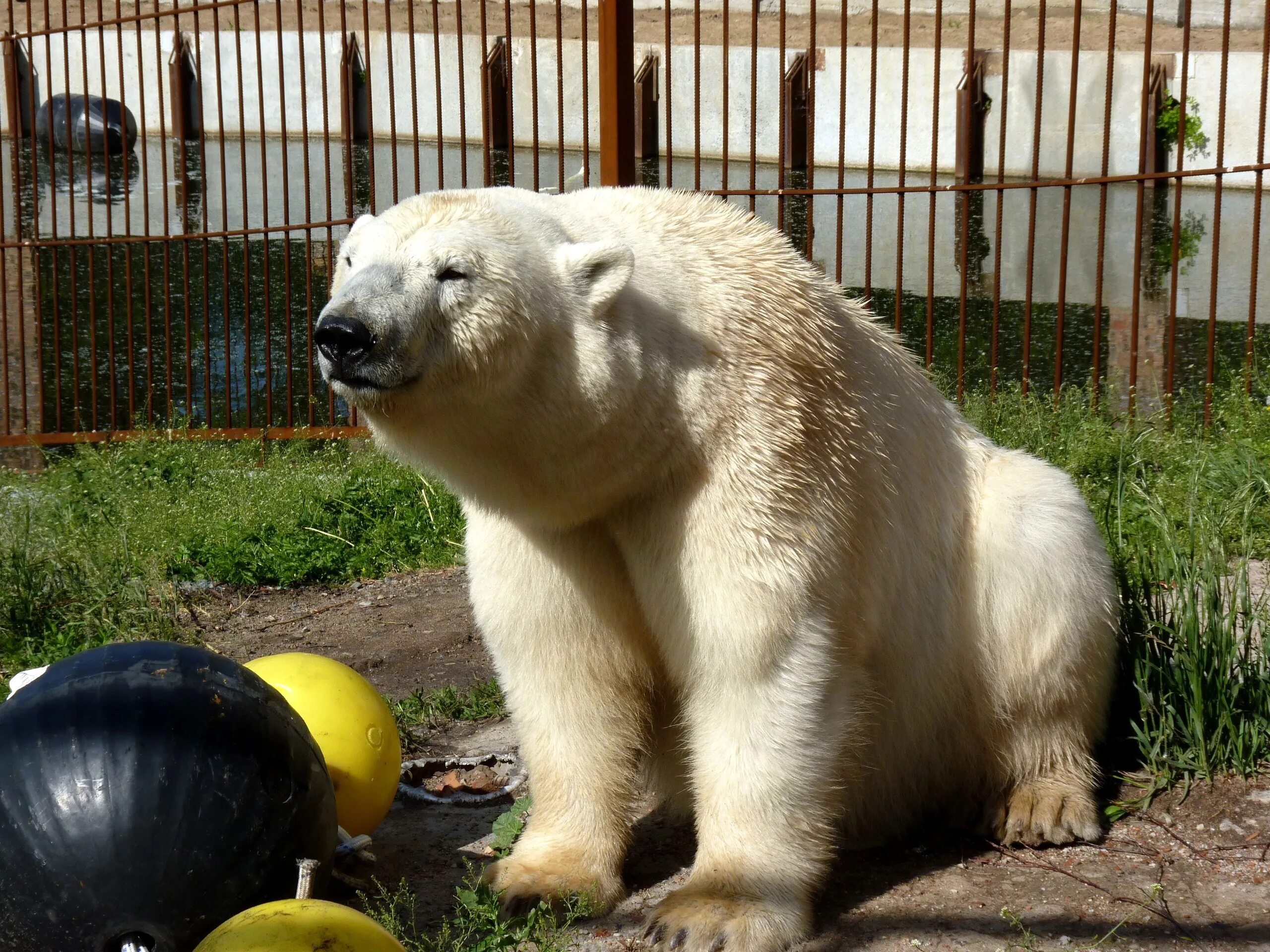 Большереченский зоопарк Омская область. Большереченский зоопарк белый медведь. Животные Большереченского зоопарка. Большереченский зоопарк омск