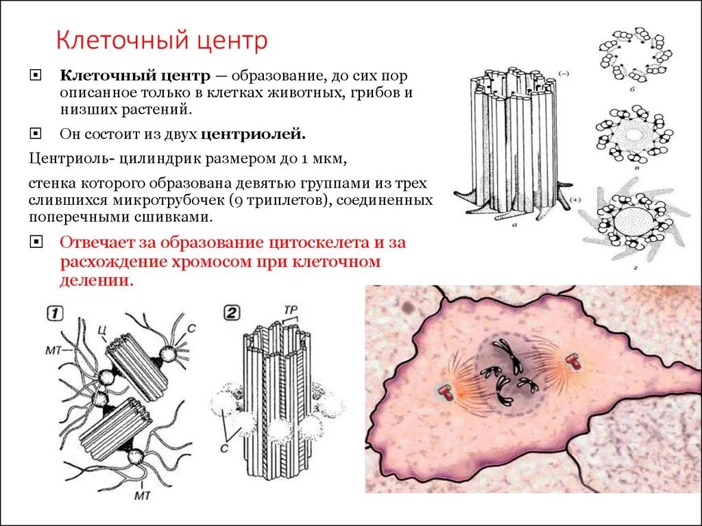 Функции центросомы. Клеточный центр центросома строение. Клеточный центр функции биология. Клеточный центр строение и функции рисунок. Органоиды животной клетки клеточный центр.