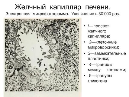 Желчные капилляры печени