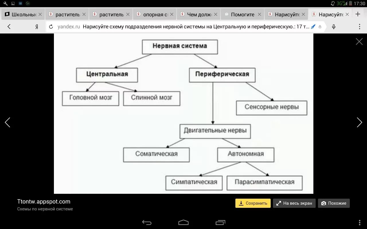 Подразделение нервной системы на центральную и периферическую. Нарисуйте схему подразделения нервной системы. Схема подразделения нервной системы на центральную и периферическую. Нервная система Центральная и периферическая схема.