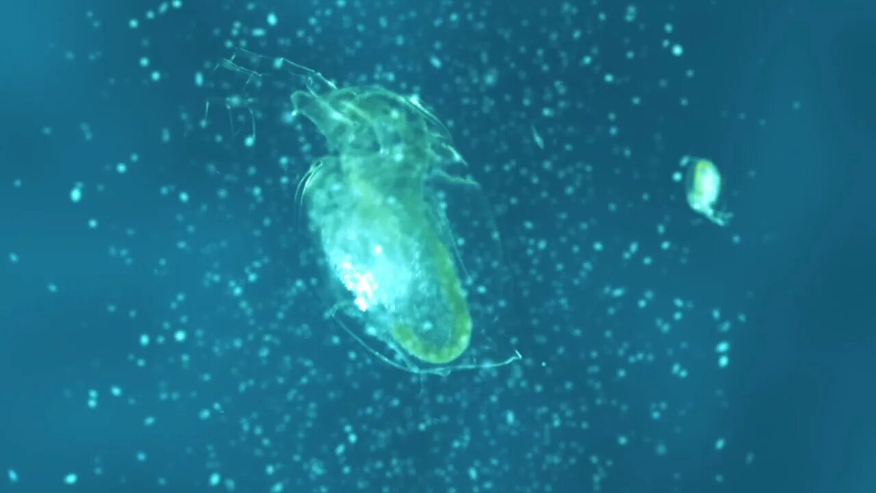 Планктон. Крупный планктон. Морской планктон. Планктон в реальной жизни. Покажи планктона