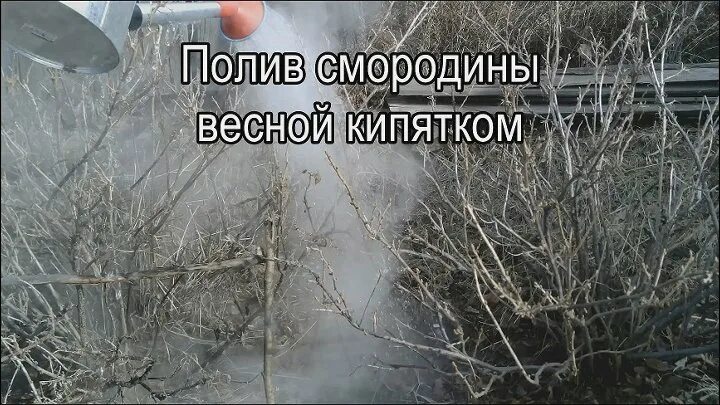 Когда поливать смородину горячей водой. Полив смородины кипятком. Полив смородины кипятком весной. Обработка смородины кипятком. Обработка смородины кипятком ранней весной.