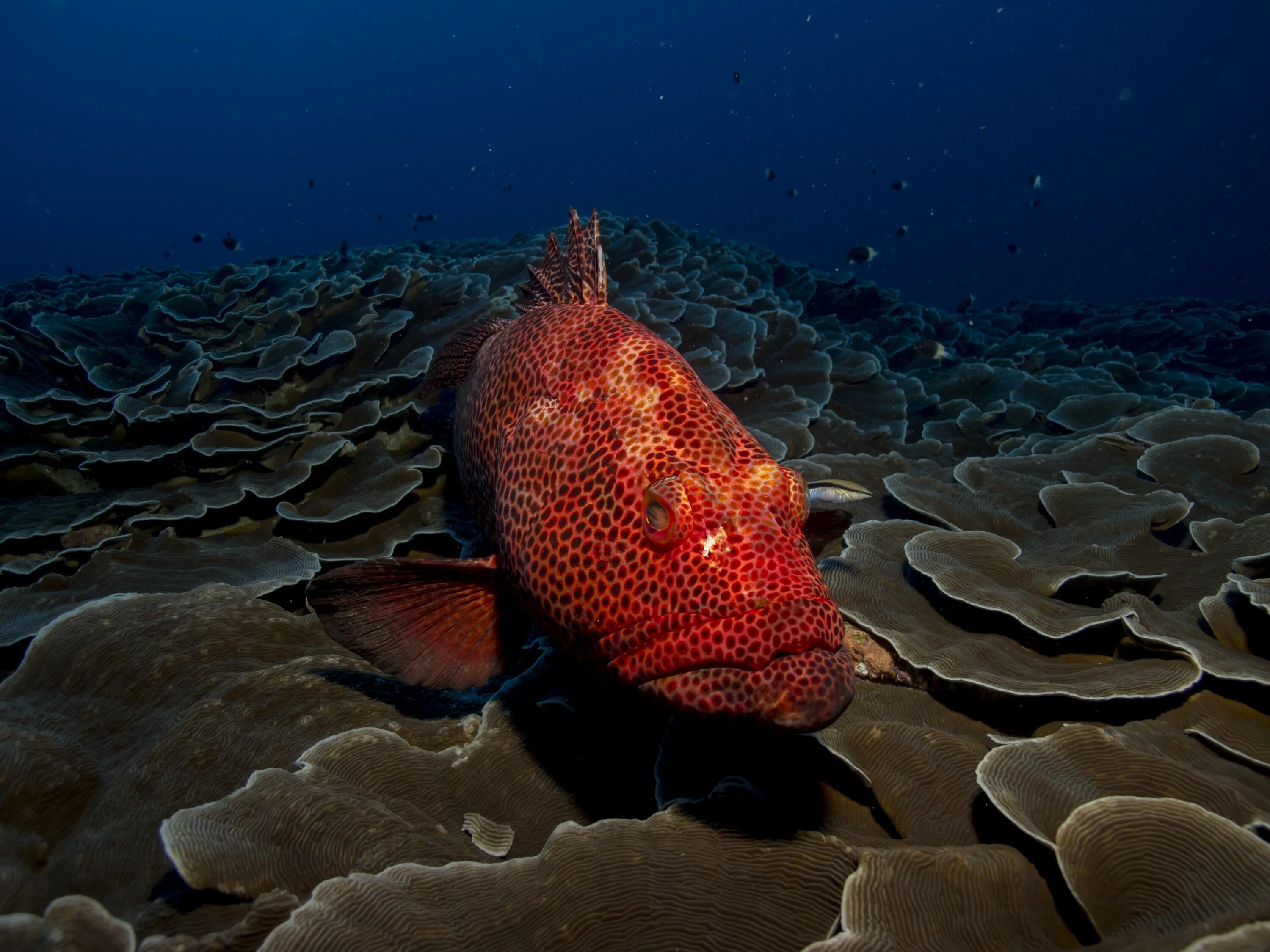 Красный морской обитатель. Групер красное море. Рыба группер в Красном море. Красный коралловый Групер. Краснополосый Групер.