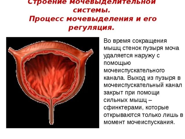 Наружный мочеиспускательный канал. Строение мочеиспускательного канала. Процесс мочевыделения. Мочеиспускательный канал строение мышцы. Мышца сжимающая мочеиспускательный канал.