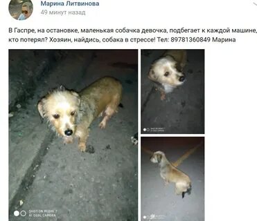 Песни хочу собаку