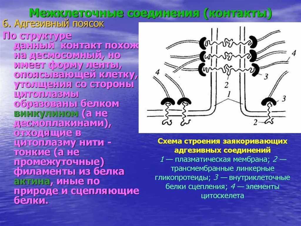 Белок межклеточных контактов. Простое межклеточное соединение. Схема строения клеточных контактов. Межклеточные взаимодействия гистология. Межклеточный матрикс соединительной ткани биохимия.