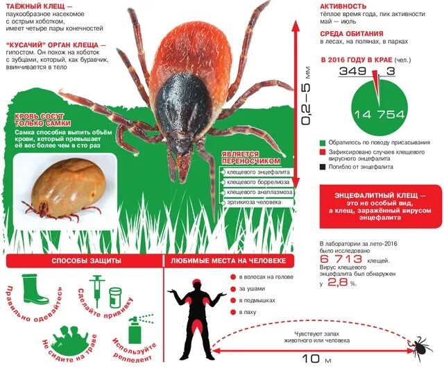 Какой процент клещей. Размеры клещей. Период активности клещей. Активность клещей по месяцам.