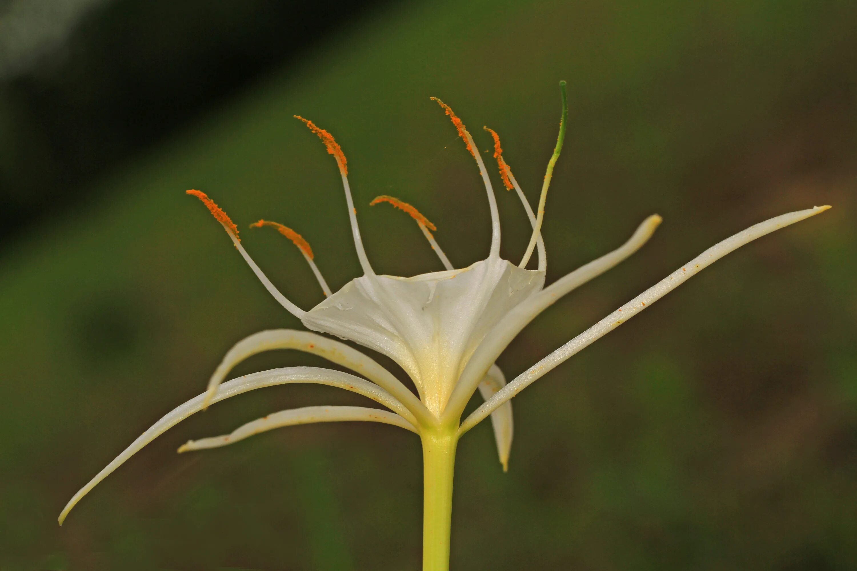 Frozen spider lily art