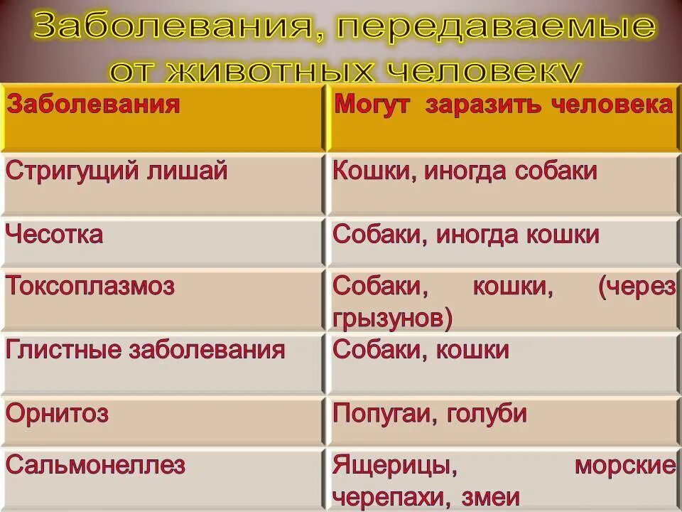 Какие заболевания животных наиболее опасны. Болезни животных передающиеся человеку. Заболевания животных передающихся человеку. Болезни передаваемые от животных к человеку. Болезни которые передаются от животных человеку.