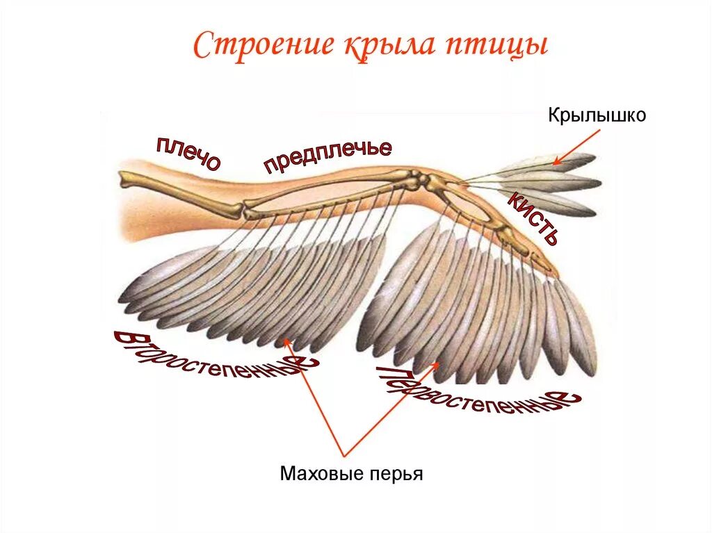 Типы крыльев у птиц. Строение крыла птицы скелет. Строение крыла Совы скелет. Крыло птицы строение. Крылья хищных птиц строение.
