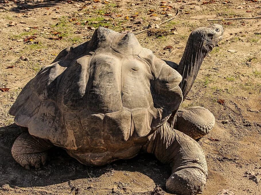 Галапагосская черепаха. Галапагосская слоновая черепаха. Кокоджамба черепаха. Гигантская черепаха. Череп галапагосской черепахи