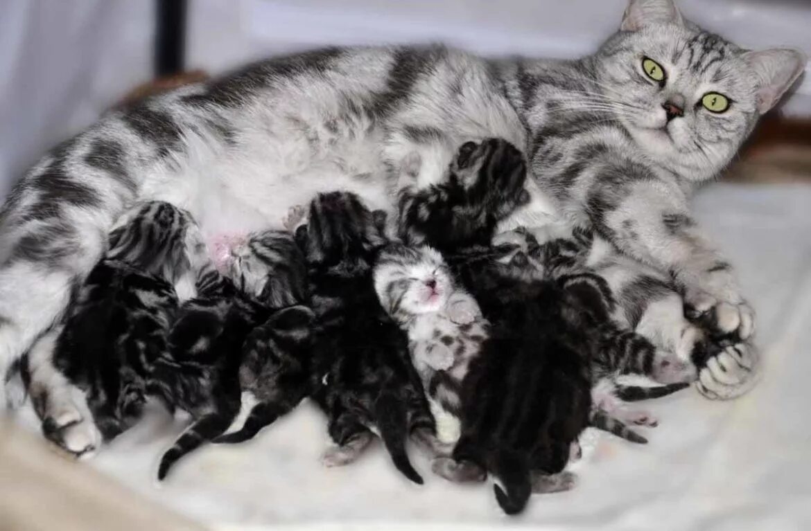 Беременность кошки. Кошки вынашивают котят. Период беременности у кошек.