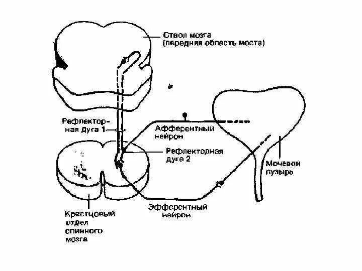 Рефлекторная дуга рефлекса дефекации. Рефлекторная дуга безусловного рефлекса мочеиспускания схема. Мочеиспускательный рефлекс схема. Рефлекторная дуга рефлекса мочеиспускания. Раскройте механизмы регуляции мочеиспускания