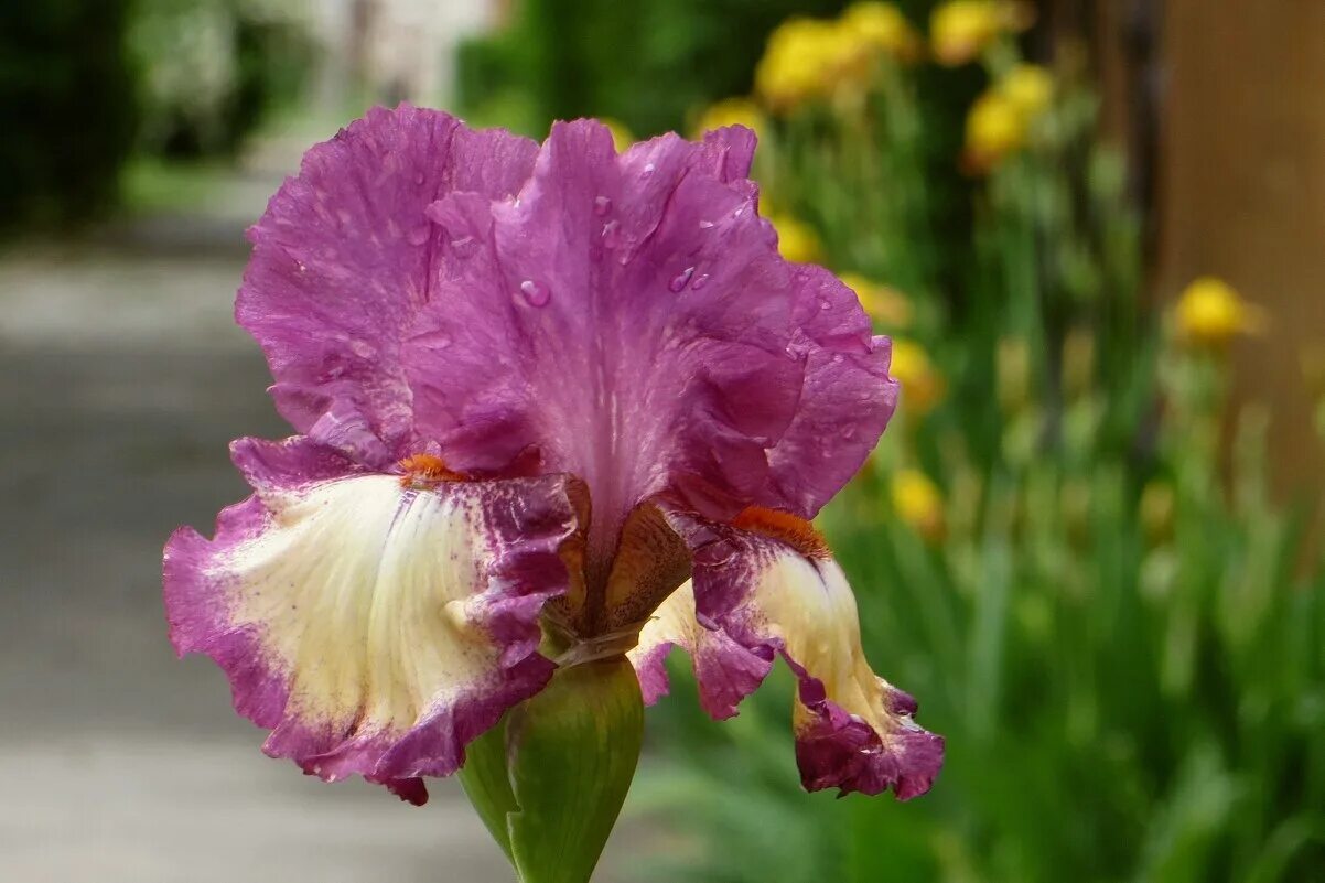 Как размутить в ирисе. Ирисы. Ирис гибридный стебель. Ирис типпед ин блю. Касатик сибирский ботаника.