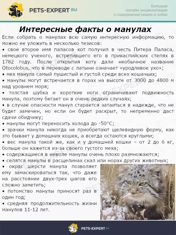 Манул реферат. Манул интересные факты красная книга. дикий кот манул интересные факты. манул описание из красной книги. степная кошка манул сообщение.