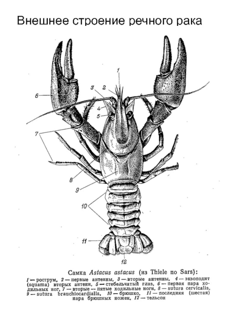 Речной рак часть. Внешнее строение ракообразных. Внешнее строение ракообразных схема. Внутреннее строение ракообразных схема. Внешнее и внутреннее строение ракообразных.