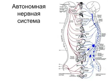 Какая система автономна
