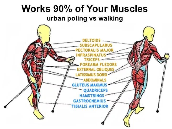 Мышцы при ходьбе с палками. Группы мышц при скандинавской ходьбе. Мышцы задействованные при ходьбе. Скандинавская ходьба мышцы.