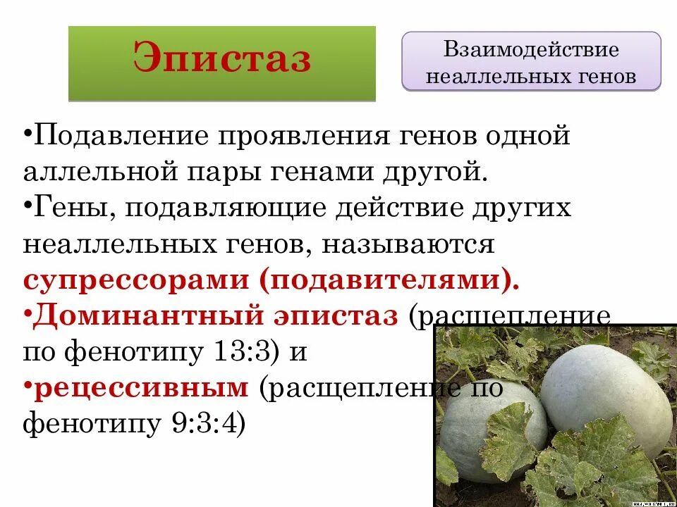 Ген подавляемый другим аллельным геном. Взаимодействие генов. эпистаз неаллельных генов. типы взаимодействия неаллельных генов. взаимодействие неаллельных генов эпистаз.