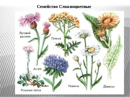 Название растения семейства сложноцветные