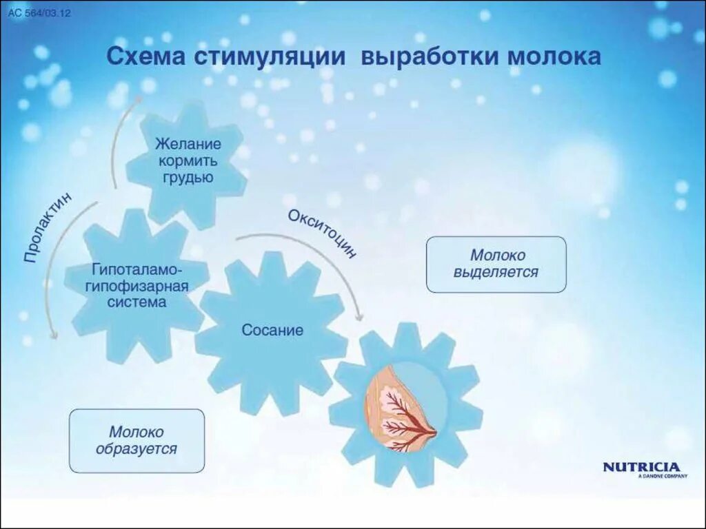 Как вырабатывается молоко