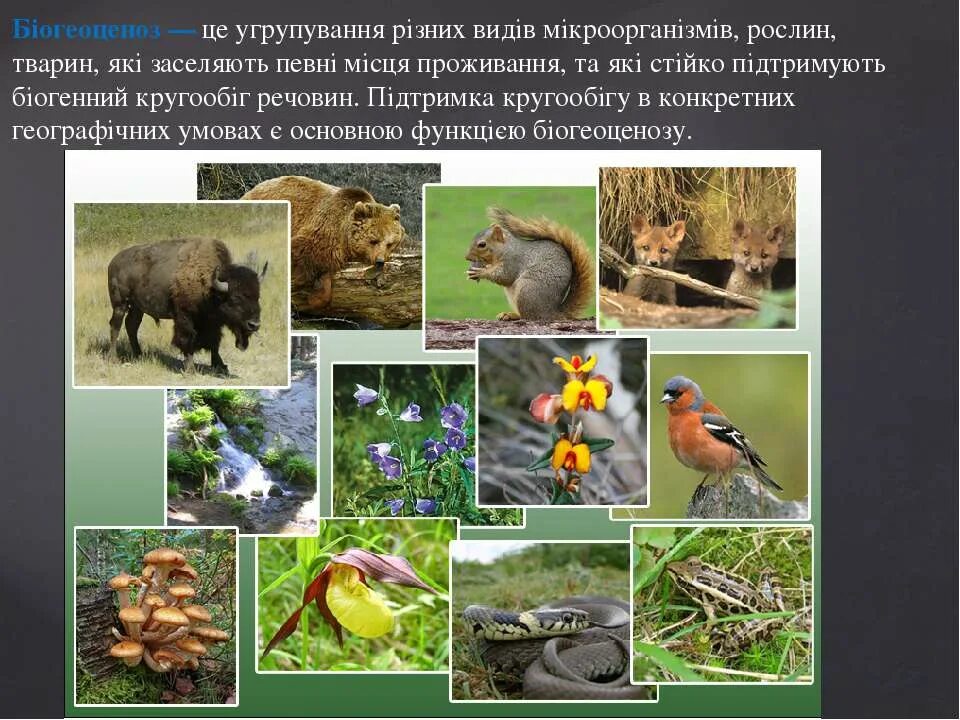 Видовое разнообразие животных леса. Саморазвитие экосистемы. Растительный и животный мир Мордовии. Природа животные и растения. Многообразие животных.