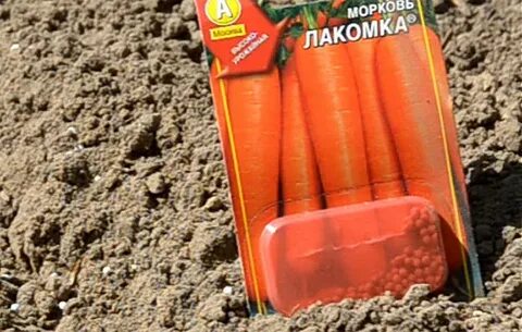 Морковь семена перед посадкой