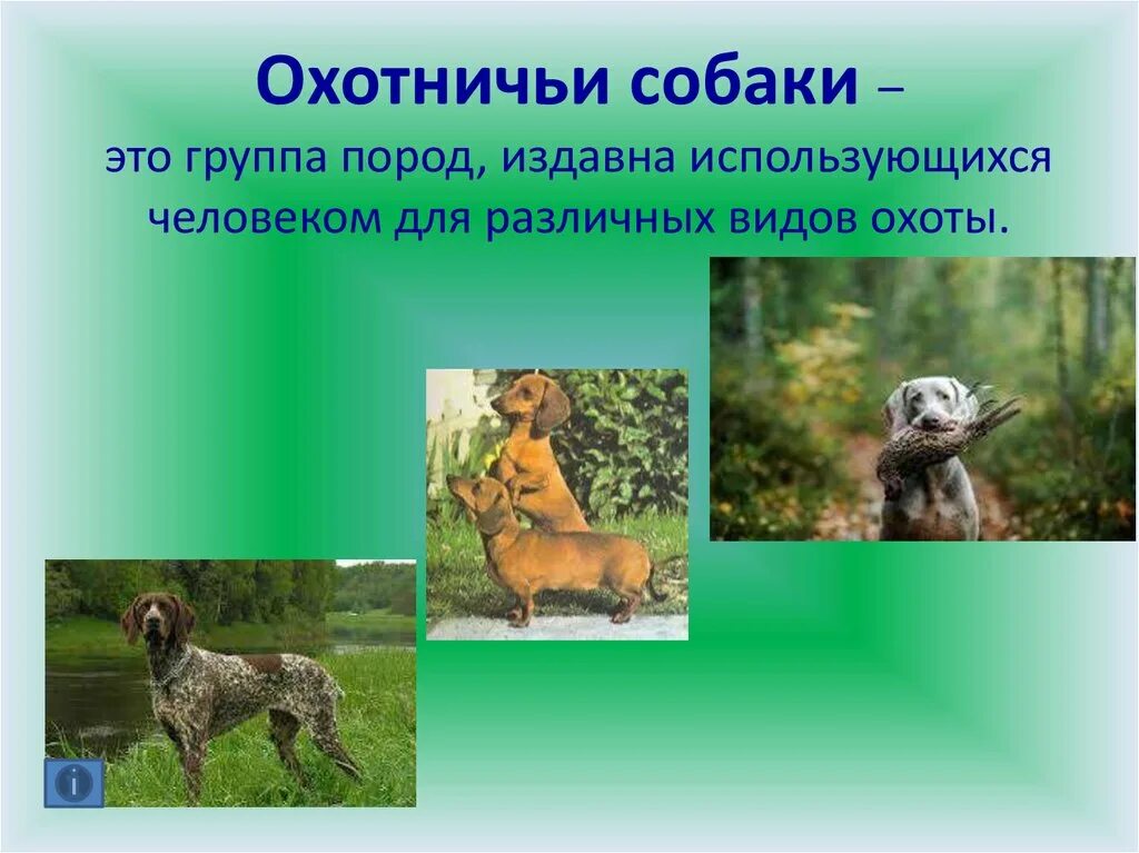 10 популярных идей на тему "deutsch drahthaar" для вдохновения