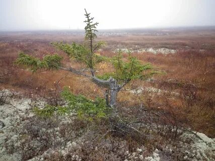 Какие деревья в тундре
