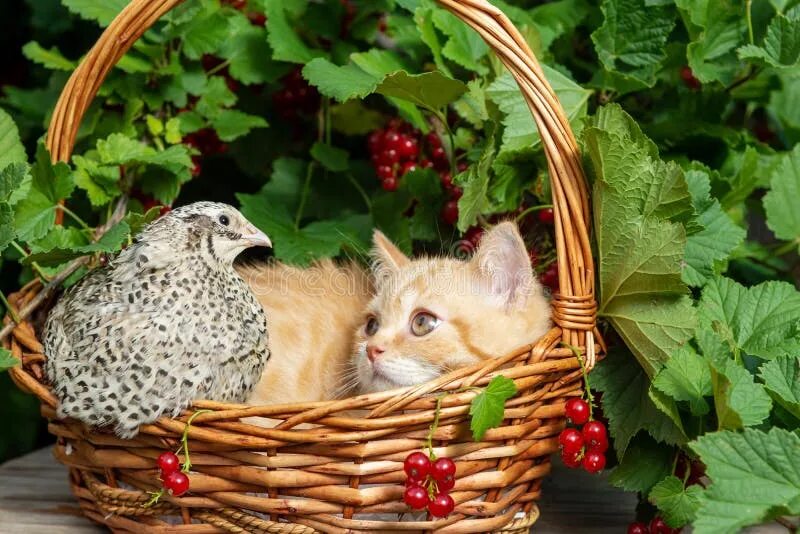 Кошки лето август. Кошки лето август. Кошки летом картинки. Кошка лето. Обои для рабочего стола лето кошки.