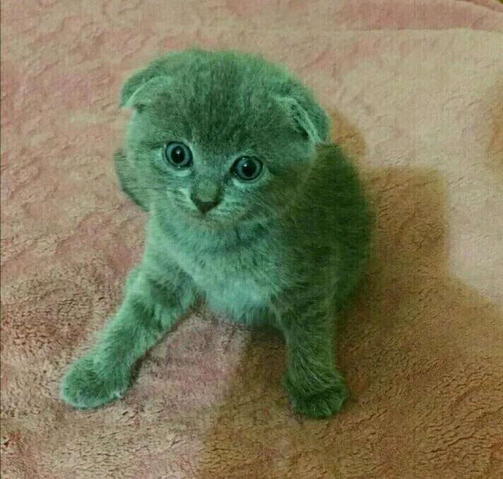 маленький полосатый котенок. каракет (caracat). британская золотая затушеванная шиншилла. каракет ф4. сервал ашера.