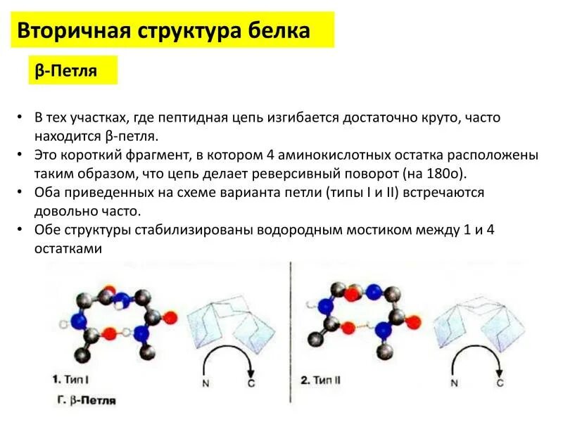 Водородные мостики. Вторичная структура белка. Вторичная структура белка петли. Строение белков 4 структуры. Петли в структуре белка.
