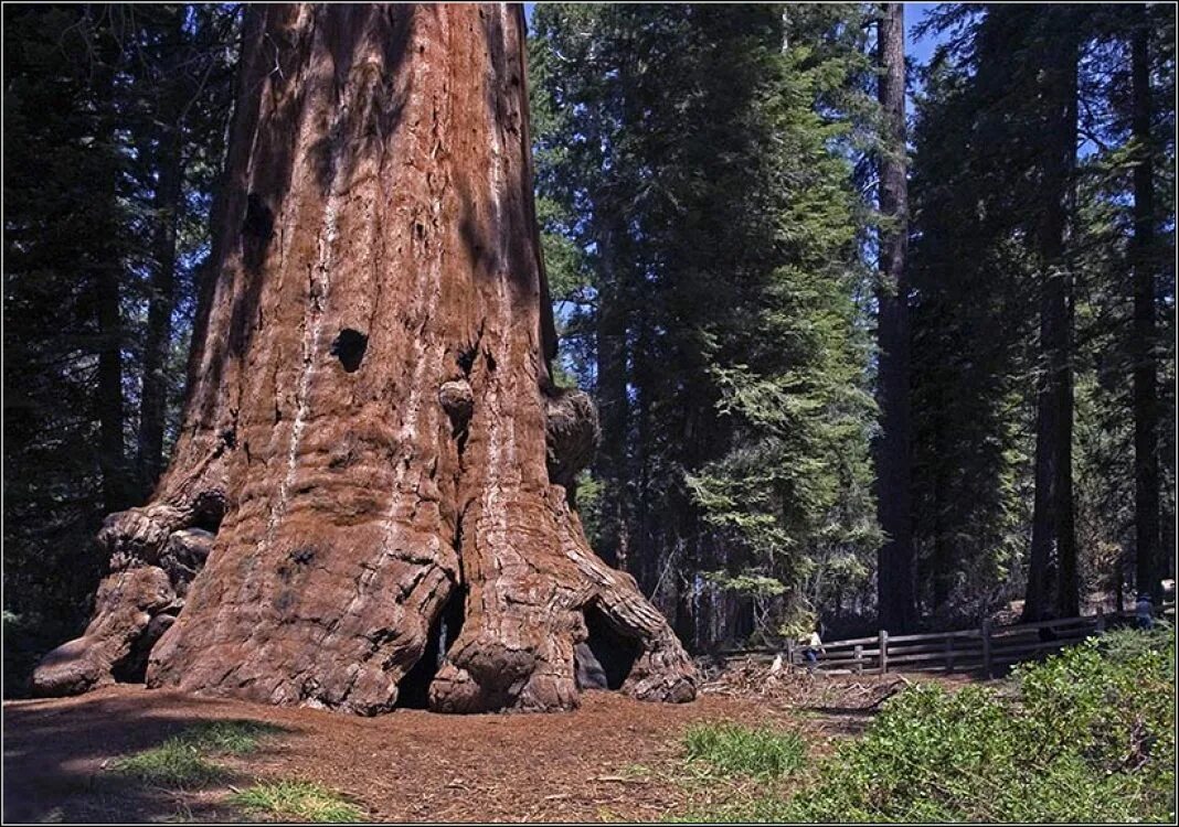 Самое высокое дерево северной америки природные зоны. Калифорнийская Секвойя Гиперион. Секвойя 115 метров. Секвойя высота. Секвойя. Американское Мамонтово дерево.