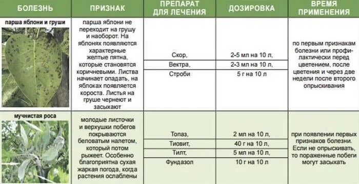 Чем обработать яблоню от парши весной