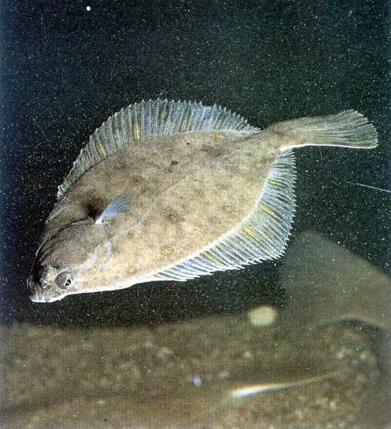 Камбала какая рыба. Морская камбала. Морская рыба камбала. Морская камбала (pleuronectes platessa). Европейская Речная камбала Platichthys flesus.