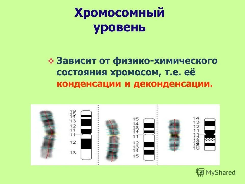 Наследственный материал хромосомы. Хромосомный и Геномный уровни организации генетического материала. Хромосомный уровень организации. Генный Геномный и хромосомный уровни организации. Хромосомный уровень организации генетического материала.