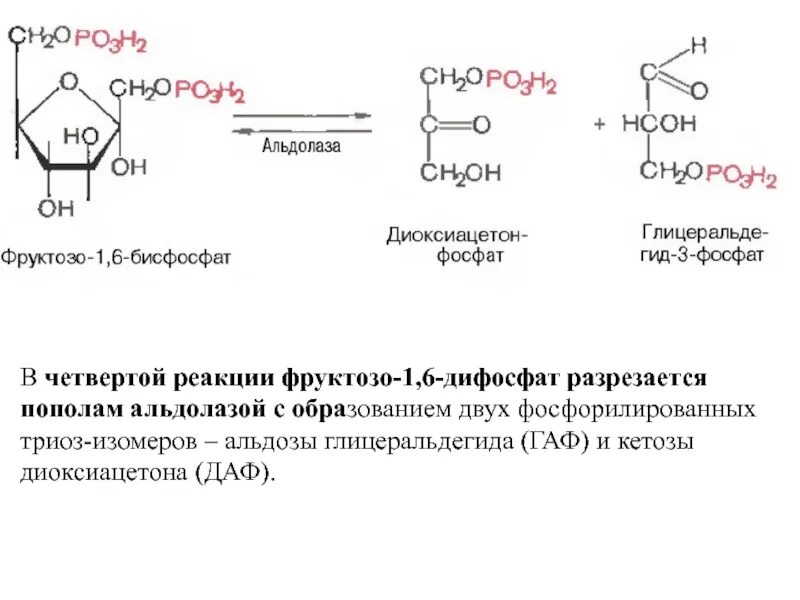 Фруктозо 1 6 бисфосфат в фруктозо 6 фосфат. Фруктозо 1 6 дифосфат формула. Фруктоза 1 6 дифосфат в фруктозо 6 фосфат. Фруктозо 6 фосфат функции.