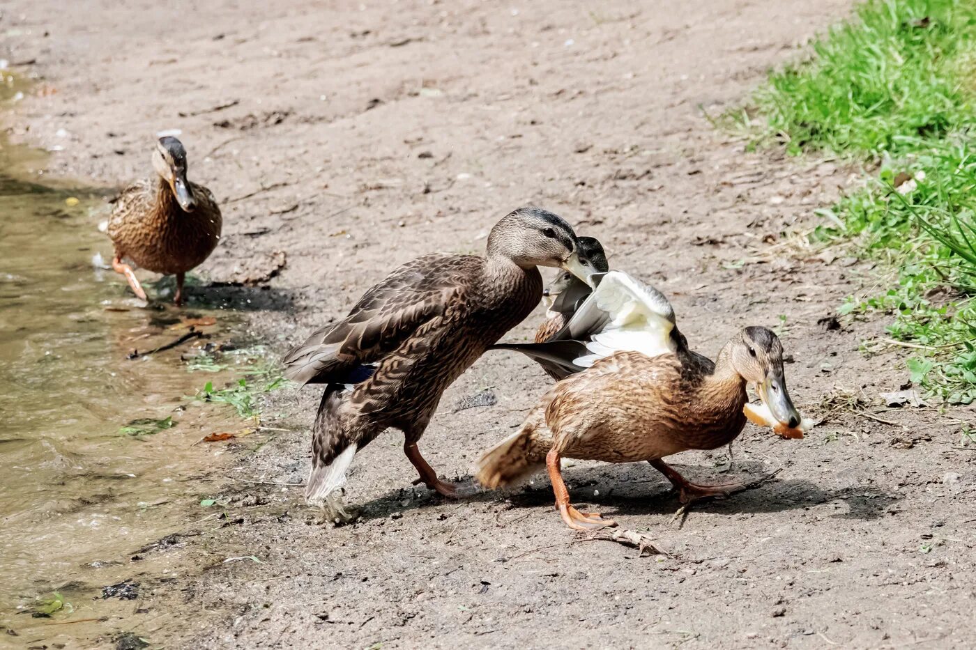 Сражаться с одной уткой размером. Сражаться с одной уткой размером. Сражаться с одной уткой размером. Драка уток. Классные утки.