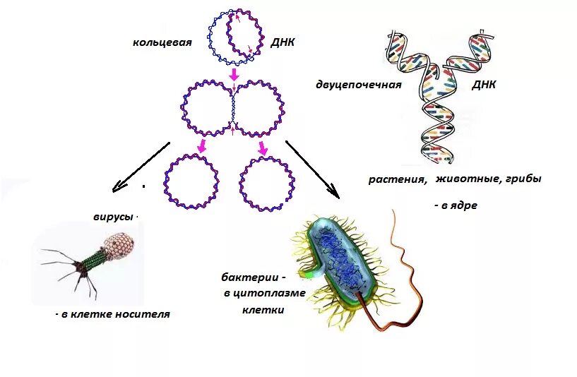 Эукариотическая клетка молекула днк. Механизм репликации ДНК У эукариот. Репликация ДНК У бактерий микробиология. Репликация бактериальной хромосомы схема. Репликация ДНК В бактериальной клетке.