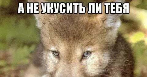 Про серого волчка