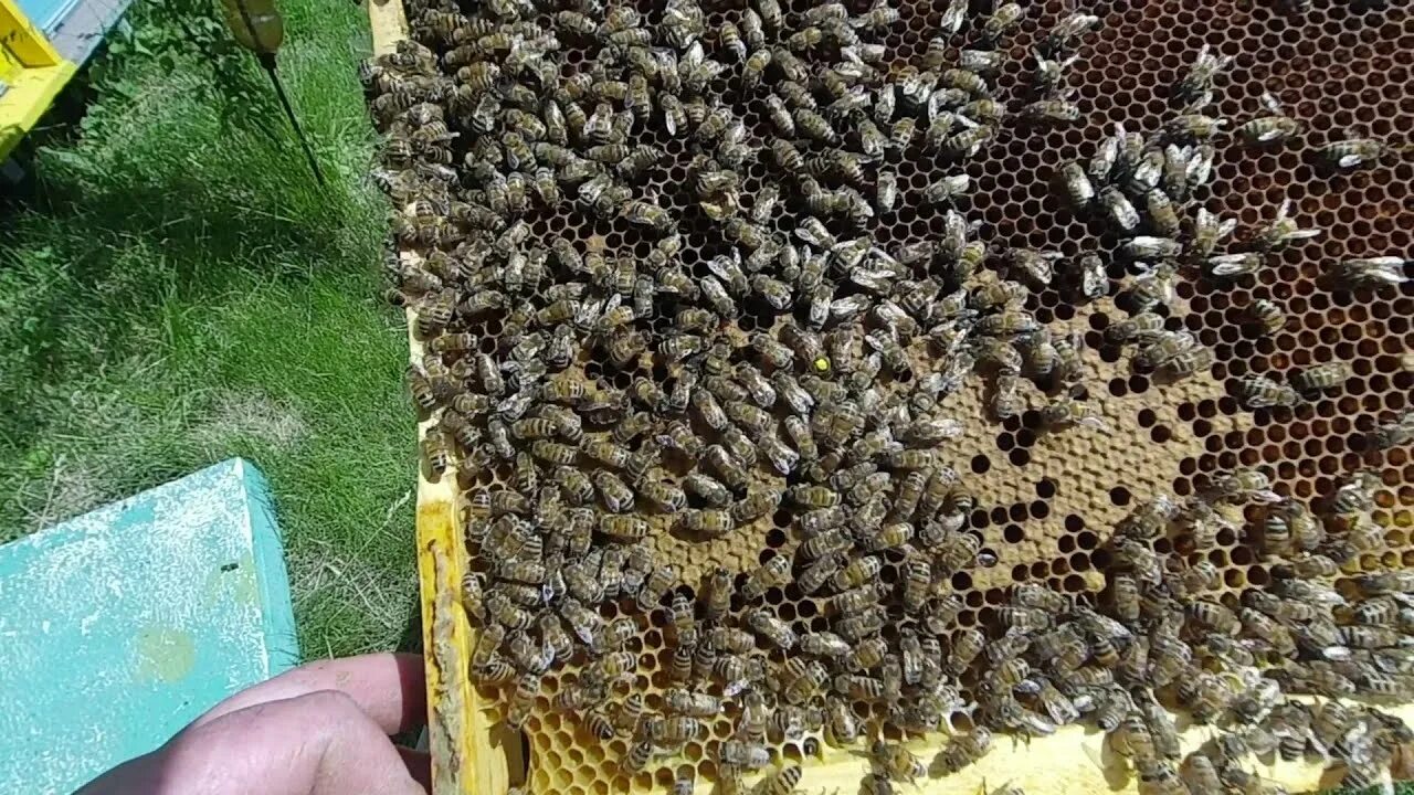 Пчелы 1 разбор. Пчела 2022. Светы матки пчел 2022. Мобильные пчелы первая мировая.