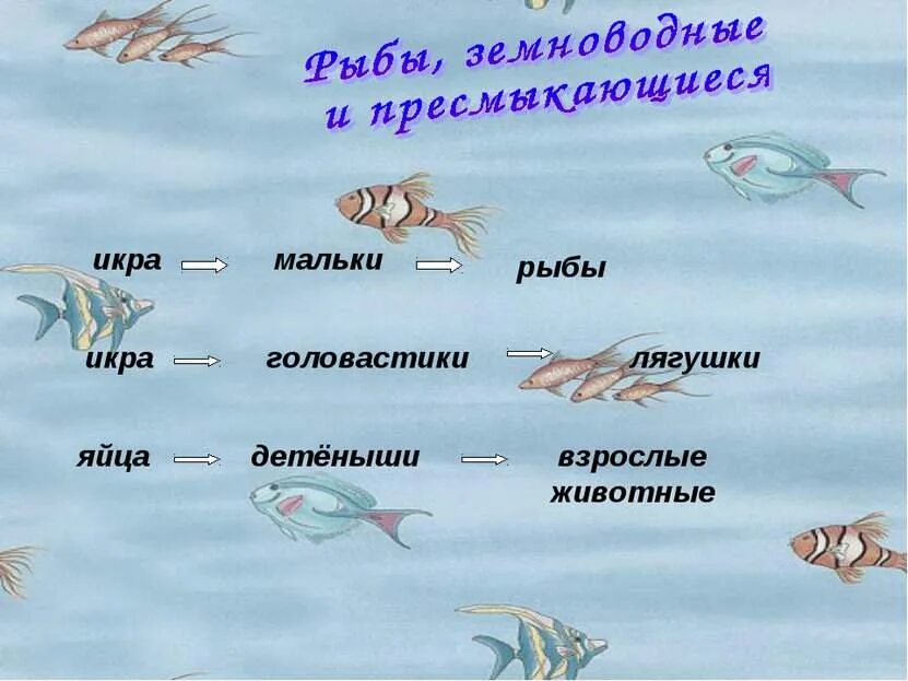 Развитие класса рыб. Размножение и развитие животных 3 класс. рыбы амфибии пресмыкающиеся. размножение и развитие животных 3 класс окружающий мир. схема развития рыбы.