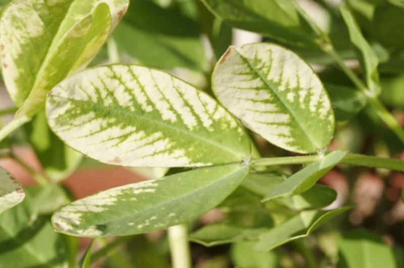 Межжилковый хлороз томата. Дефицит цветов. Азотный хлороз томатов. Хлороз листьев гортензии. Дефицит цветов.