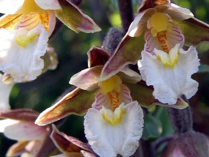 Дремлик болотный (Epipactis palustris). Орхидея Дремлик. Ятрышник Дремлик. Дремлик болотный Северная Орхидея.