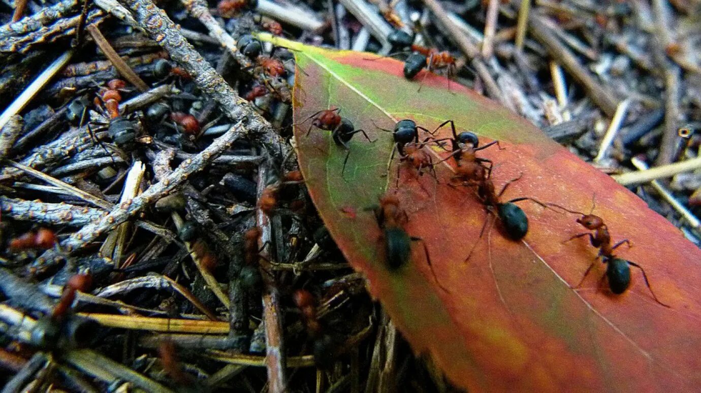 В небольшом муравейнике который. Фараоновые муравьи Муравейник. Муравейник красных муравьев лесных. Насекомые муравей Муравейник. Муравейник рыжих лесных муравьев.