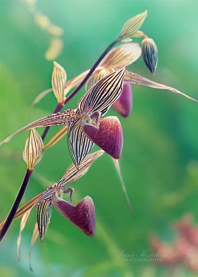 Орхидея Пафиопедилум Ротшильда. Золотая Орхидея Кинабалу. Орхидея золото Кинабалу. Орхидея Пафиопедилум Ротшильда, или "золото Кинабалу. Золото кинабалу