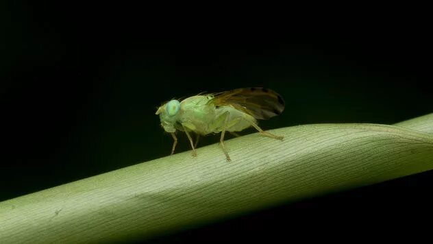 Entomologia agraria: Crisoperla Entomologia Animali, Biologia e Insetti